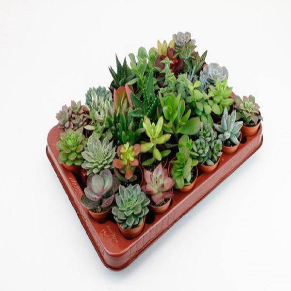 Sukkulenten Mix 30 Pflanzen Ø5,5cm – pflegeleichtes Pflanzen Set für Urban Jungle, Fensterbank, Wohnzimmer & Büro – Plant