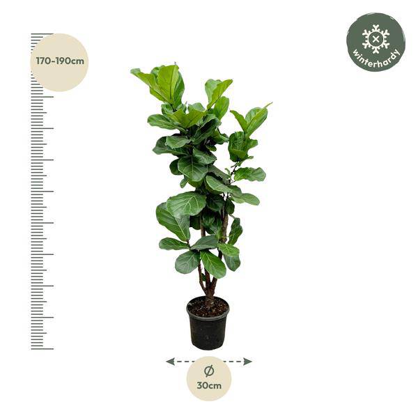 Feigenbaum – Ficus Lyrata – ca. 170cm hoch – Ø32cm – Geigenfeige als imposante Zimmerpflanze – XXL Grünpflanze mit großen Blättern – Plant