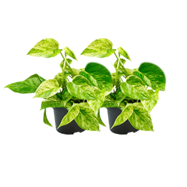Epipremnum Marble Queen – Efeutute – 2 Pflanzen – Ø15cm / Ø12cm – Zimmerpflanzen mit marmorierten Blättern – Ideal für Wohnzimmer & Büro – Plant
