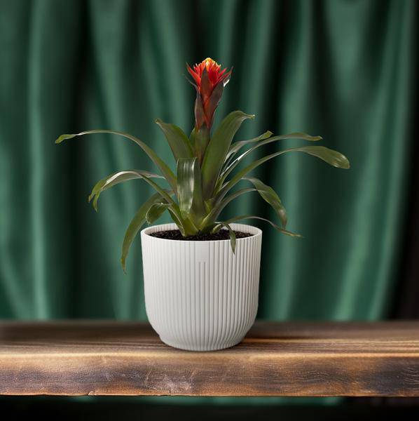 Bromelie – Guzmania Happiness – Zimmerpflanze – Ø12cm – ↕45cm – Exotische Blühpflanze mit leuchtenden Hochblättern – Pflegeleicht & dekorativ – Plant
