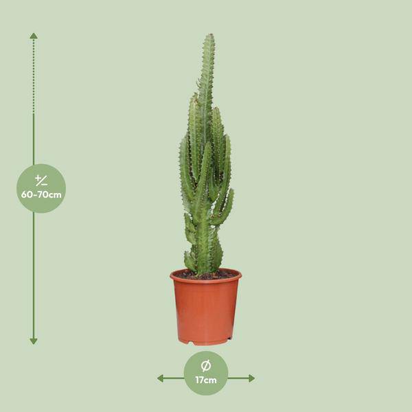 Dreikantige Wolfsmilch Euphorbia Trigona Zimmerpflanze Ø17cm ↕70cm – pflegeleichte Sukkulente für Wohnzimmer, Büro & helle Standorte kaufen – Plant