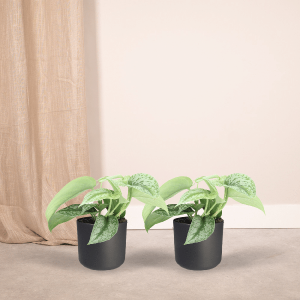 Efeutute Scindapsus Pictus Trebie Epipremnum Zimmerpflanze Ø12cm ↕15cm – pflegeleichte Grünpflanze für Wohnzimmer, Büro & helle Standorte kaufen – Plant