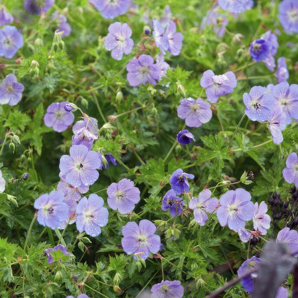 Geranium Rozanne – Storchschnabel – Ø9cm – ↕10-25cm – Lila Blüten, Bodendecker – Plant