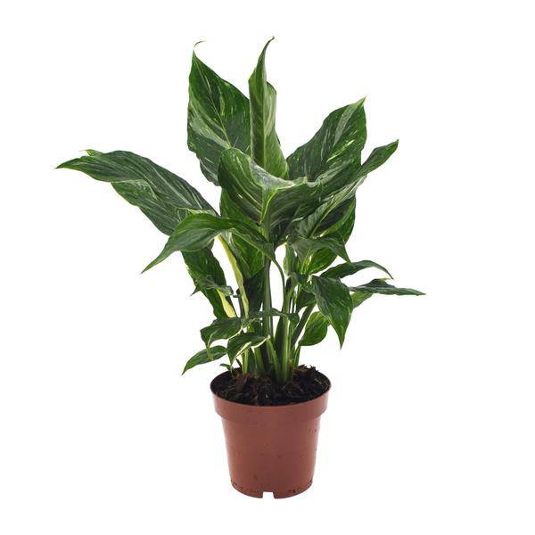 Einblatt Spathiphyllum Diamant Friedenslilie Zimmerpflanze Ø12cm ↕40cm Zimmerpflanze Ø12cm ↕40cm – pflegeleichte Grünpflanze für Wohnzimmer – Plant