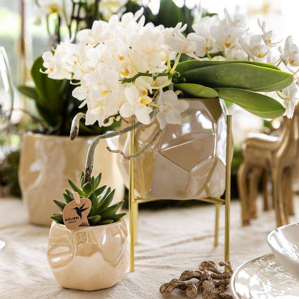 Kombi – Angebot Perlen Travertin Töpfe – 3er – Set Ø6/9/12cm – stilvolle Keramik – Pflanzgefäße für Orchideen, Sukkulenten & Zimmerpflanzen – Plant