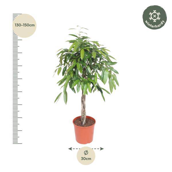 Ficus Amstel King – Schmalblättriger Gummibaum – 140cm hoch – Ø30cm – Zimmerpflanze mit geflochtenem Stamm – Pflegeleicht & luftreinigend – Plant