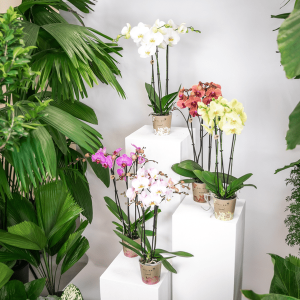 Überraschungsbox mit 4 verschiedenen Kolibri Orchideen – 12cm – Zimmerpflanzen – Set – Frisch vom Bauern – Perfekt als Geschenk oder für Orchideenfans – Plant