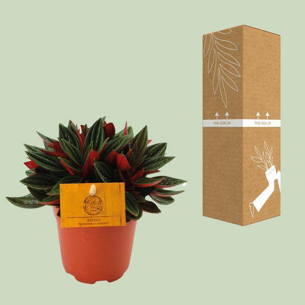 Peperomia caperata 'Rosso' Zimmerpflanze Ø11cm ↕15cm – pflegeleichte Grünpflanze für Wohnzimmer, Büro & helle Standorte kaufen – Plant