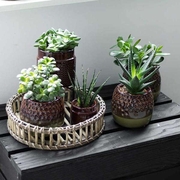 Runde Bambusschale Ø30cm Zimmerpflanze Ø30cm – pflegeleichte Grünpflanze für Wohnzimmer, Büro & helle Standorte kaufen – Plant