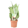 Bogenhanf Sansevieria Moonshine Zimmerpflanze Ø14cm ↕40cm – pflegeleichte Grünpflanze für Wohnzimmer, Büro & helle Standorte kaufen
