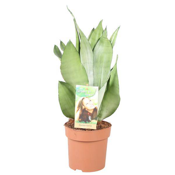 Bogenhanf Sansevieria Moonshine Zimmerpflanze Ø14cm ↕40cm – pflegeleichte Grünpflanze für Wohnzimmer, Büro & helle Standorte kaufen