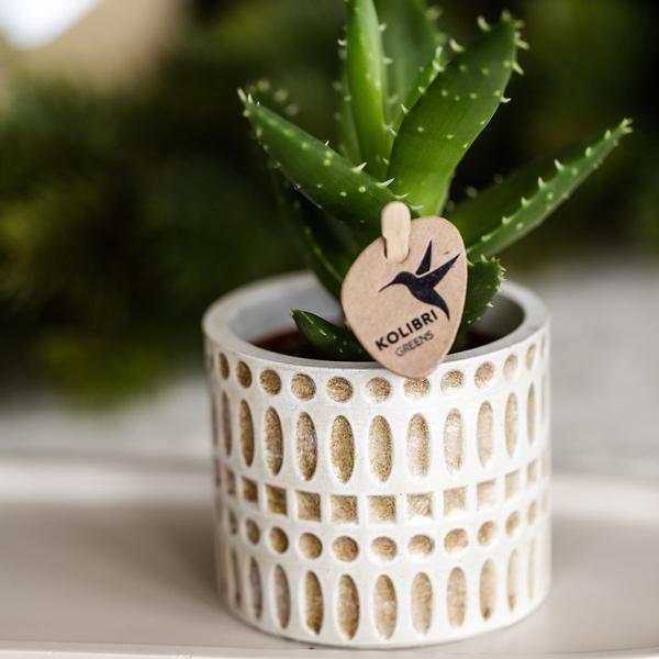 Dekotopf Mosaik – Ø6cm – Blumentopf mit goldenen Mosaikdetails – Stilvoller Mini Pflanztopf für Sukkulenten & kleine Pflanzen – Plant