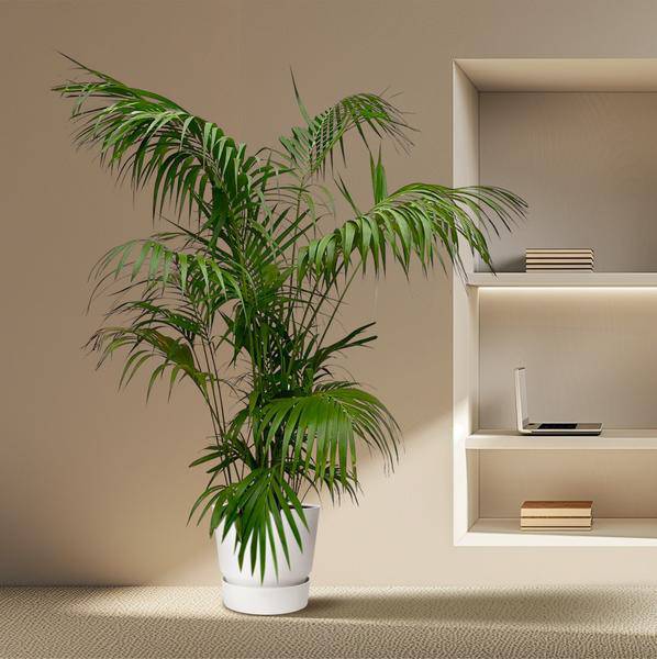 Kentia – Palme – Howea forsteriana – Zimmerpflanze 260cm – Ø35cm – XXL – Palme mit eleganten dunkelgrünen Wedeln – Pflegeleicht – Plant