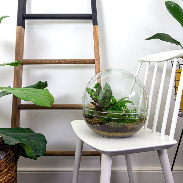 Flaschengarten DIY Bausatz Terrarium Kuppel XL Ø30cm – pflegeleichter Flaschengarten im Glas, Pflanzen Terrarium für Wohnzimmer & Büro – Plant