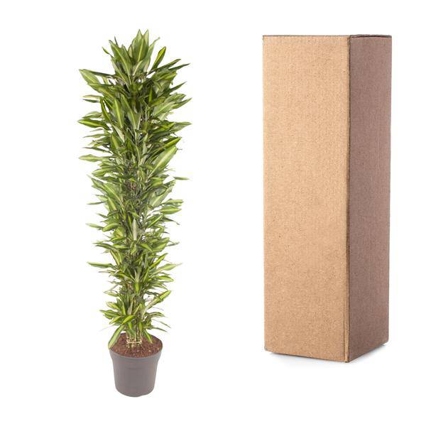 Drachenbaum Zimmerpflanze Ø40cm ↕210cm – pflegeleichte Grünpflanze für Wohnzimmer, Büro & helle Standorte kaufen – Plant