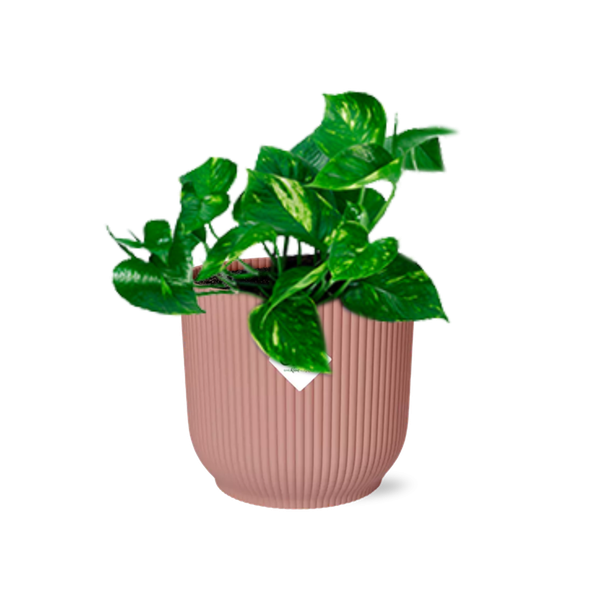 Efeutute Epipremnum Pinnatum Aureum Zimmerpflanze – pflegeleichte Grünpflanze für Wohnzimmer, Büro & helle Standorte kaufen – Plant