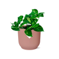 Efeutute Epipremnum Pinnatum Aureum Zimmerpflanze – pflegeleichte Grünpflanze für Wohnzimmer, Büro & helle Standorte kaufen – Plant