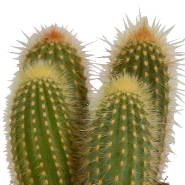 Cereus Mix – 3Zimmerpflanzen – Ø10,5cm – Verschiedene Säulen – & Stabkakteen im weißen Topf – Pflegeleichte Kakteen für Fensterbank, Büro & Wohnzimmer – Plant