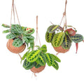 Kokodama Maranta Mix – 3 Pflanzen – Hängepflanzen – Zimmerpflanzen – Ø15cm – Höhe ca. 20cm – tropischer Mix im Natur – Kokodama – Plant