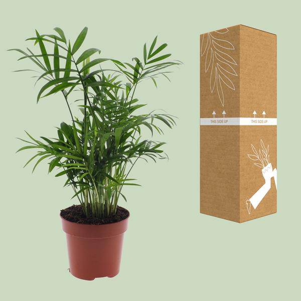 Mexikanische Bergpalme – Chamaedorea Elegans – Ø12cm x H40cm – Pflegeleichte Zwergpalme für Innenräume – Für Halbschatten – Plant
