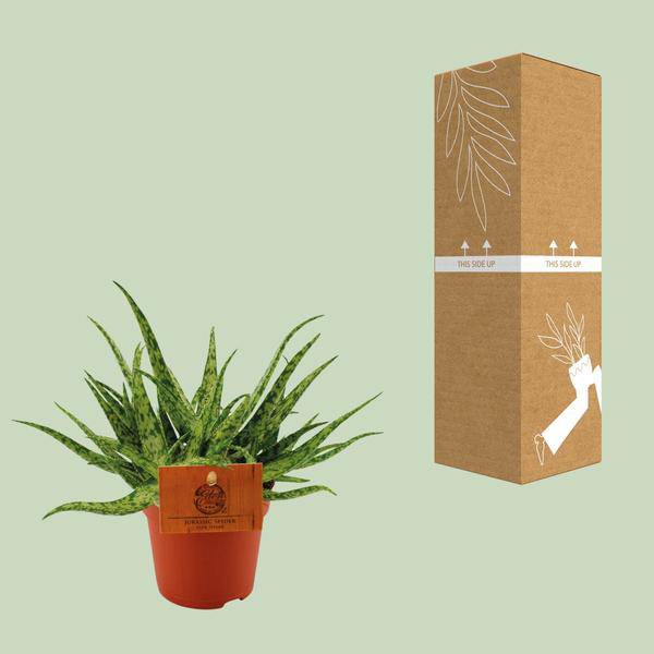 Sukkulente – Aloe Spider – Zimmerpflanze – Ø10,5cm – ↕15cm – Pflegeleichte Grünpflanze mit dekorativen stacheligen Blättern – Ideal für sonnige Standorte – Plant