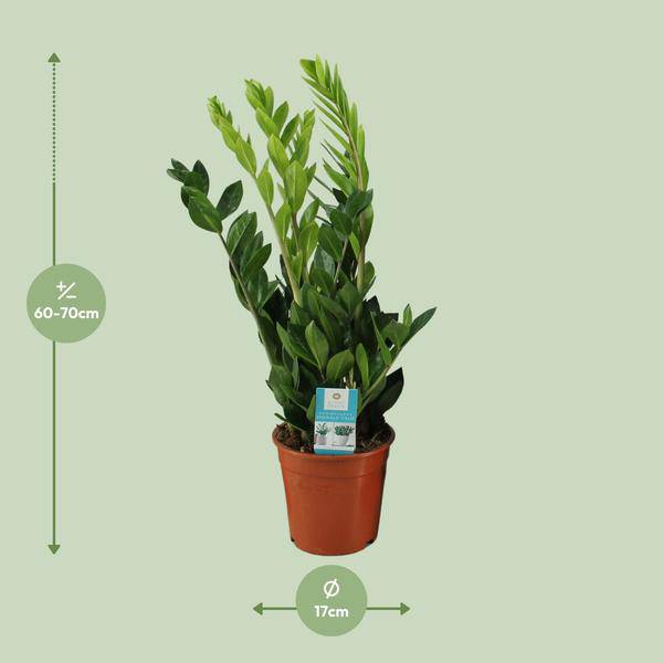 Glücksfeder Zamioculcas Zamiifolia Zimmerpflanze Ø17cm ↕65cm – pflegeleichte Grünpflanze für Wohnzimmer, Büro & helle Standorte kaufen – Plant