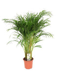Betelpalme (Dypsis Lutescens) Zimmerpflanze Ø21cm ↕110cm – tropische Grünpflanze für Wohnzimmer, Büro & helle Standorte kaufen – Plant