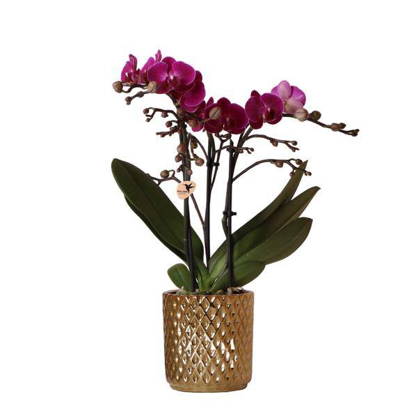 Phalaenopsis – Orchidee – Morelia – Fliederfarben – Ø9cm – ca. 35cm hoch – Inkl. goldener Diamond – Ziertopf – Blühende Zimmerpflanze mit 2-3 Zweigen – Plant
