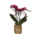 Phalaenopsis – Orchidee – Morelia – Fliederfarben – Ø9cm – ca. 35cm hoch – Inkl. goldener Diamond – Ziertopf – Blühende Zimmerpflanze mit 2-3 Zweigen – Plant