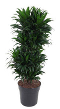 Drachenbaum Dracaena Compacta – Zimmerpflanze – Ø27cm – ca. 100cm hoch – Buschig & dunkelgrün – Pflegeleicht & für Innenräume – Plant