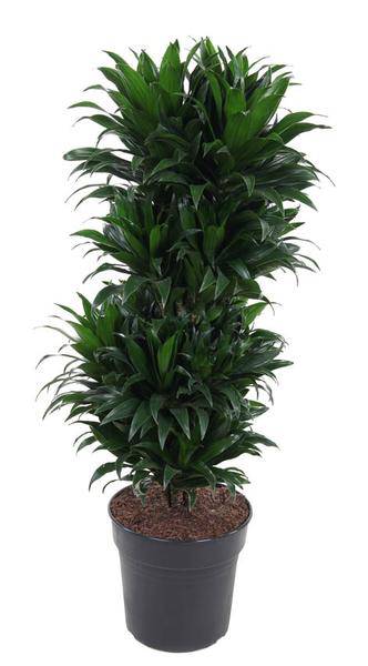 Drachenbaum Dracaena Compacta – Zimmerpflanze – Ø27cm – ca. 100cm hoch – Buschig & dunkelgrün – Pflegeleicht & für Innenräume – Plant