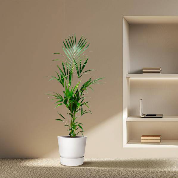 Kentia-Palme – Howea forsteriana – 180 cm hoch – Ø24 cm – Elegante Zimmerpalme – Luftreinigend & pflegeleicht – Für Wohnzimmer, Büro & Wintergarten – Plant