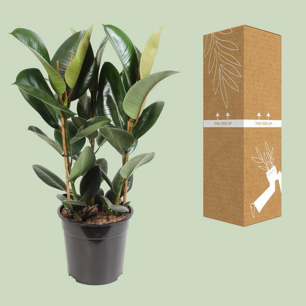 Gummibaum Ficus Elastica Robusta Zimmerpflanze Ø27cm ↕85cm – pflegeleichte Grünpflanze für Wohnzimmer, Büro & helle Standorte kaufen – Plant