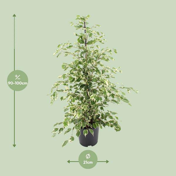 Bikrenfeige Ficus benjamina 'Twilight' – Zimmerpflanze – ca. 95cm Höhe – Eleganter, grüner Blickfang für helle Innenräume – Plant