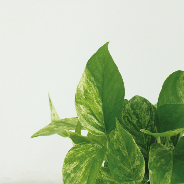 Efeutute Epipremnum Marble Queen Zimmerpflanze Ø12cm – pflegeleichte Grünpflanze für Wohnzimmer, Büro & helle Standorte kaufen – Plant
