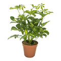 Strahlenaralie Schefflera Gerda Zimmerpflanze Ø13cm ↕35cm – pflegeleichte Grünpflanze für Wohnzimmer, Büro & helle Standorte kaufen – Plant