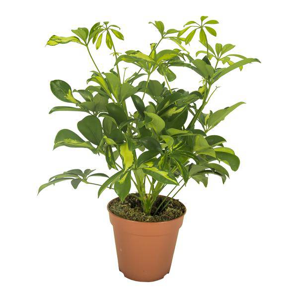 Strahlenaralie Schefflera Gerda Zimmerpflanze Ø13cm ↕35cm – pflegeleichte Grünpflanze für Wohnzimmer, Büro & helle Standorte kaufen – Plant
