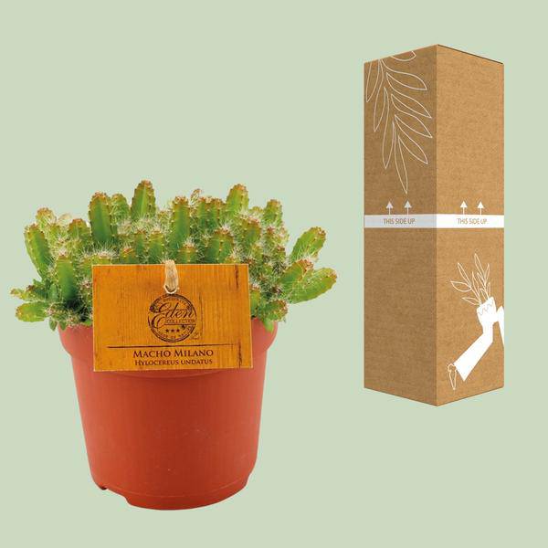 Drachenfrucht Kaktus Hylocereus Undatus – Ø11cm Höhe ca. 15cm – Exotische Dragonfruit Zimmerpflanze – Plant