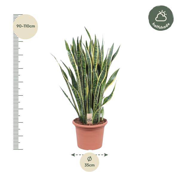 Bogenhanf – Sansevieria Laurentii – Zimmerpflanze 100cm – Ø35cm – Pflegeleichte Grünpflanze mit gelbem Rand – Plant