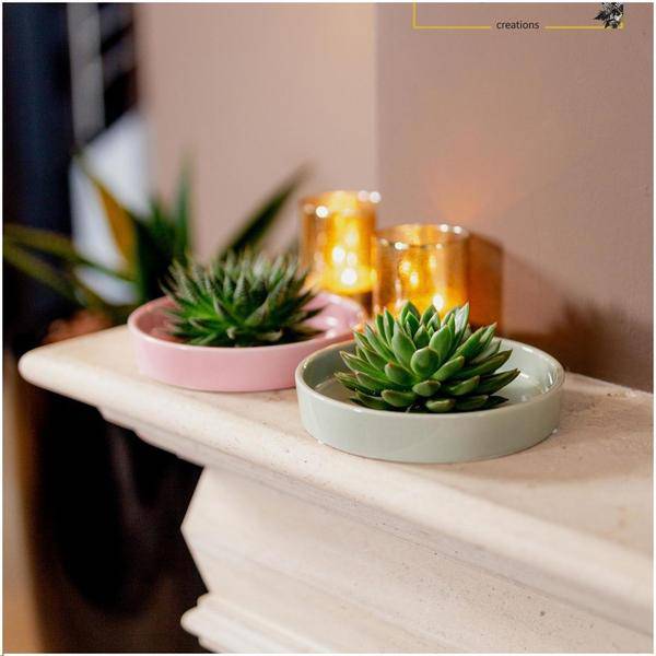 Sukkulente – Echeveria pulidonis ROOTLESS – Ø20cm Schale Rosa – Zimmerpflanze ohne Wurzeln – Pflegeleichte Schnitt – Plant