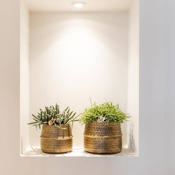 Sukkulenten 2er – Set in goldenen Rillen – Keramiktöpfen – Ø9cm – Pflegeleichte Crassula Ovata & Crassula Hobbit – Zimmerpflanzen für Zuhause & Büro – Plant