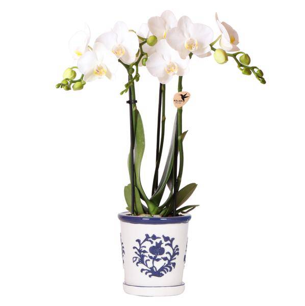 Orchidee Amabilis Weiß – Zimmerpflanze mit 2-3 Stielen – Im Malaga Ziertopf Blau Ø9cm – Plant