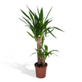 Palmlilie Yucca Elephantipes Zimmerpflanze Ø17cm ↕85cm – pflegeleichte Grünpflanze für Wohnzimmer, Büro & helle Standorte kaufen – Plant