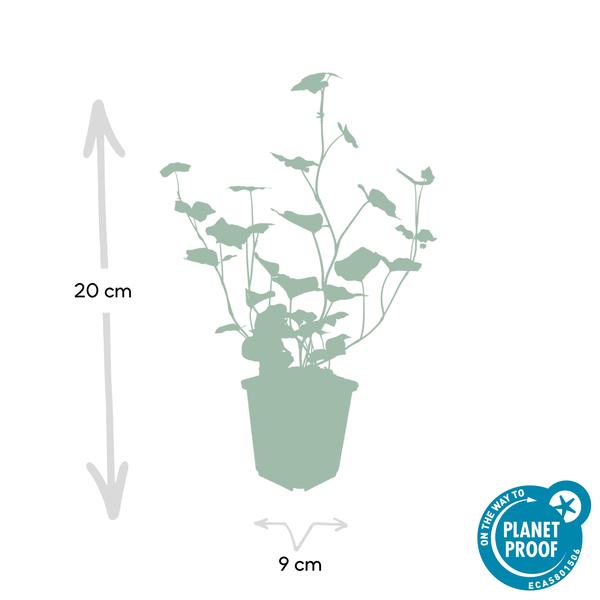 Großblättriger Irischer Efeu Hedera hibernica – Kletterpflanze & Bodendecker – Ø9cm – ↕10-25cm – pflegeleicht & robust – Plant