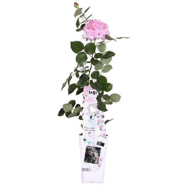 Rose Crazy in Love Pink – Rosa Kletterrose – Ø15cm – ↕65cm Höhe – Duftende Gartenrose mit langer Blütezeit – Für Terrasse, Balkon & Garten – Plant