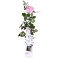 Rose Crazy in Love Pink – Rosa Kletterrose – Ø15cm – ↕65cm Höhe – Duftende Gartenrose mit langer Blütezeit – Für Terrasse, Balkon & Garten – Plant