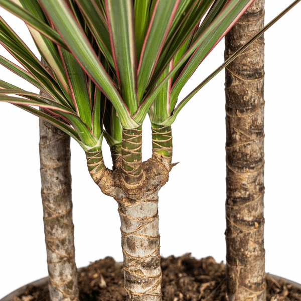 Dracaena Marginata Bicolor – Drachenbaum – Ø21cm – ↕110-130cm – Elegante Zimmerpflanze mit zweifarbigen Blättern – Pflegeleicht & luftreinigend – Plant