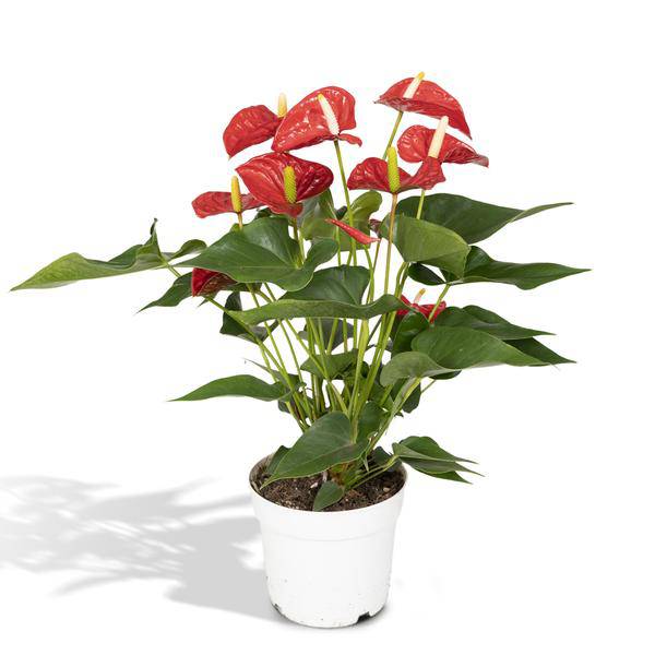 Flamingoblume – Anthurium Rot – Zimmerpflanze – Ø17cm – ↕55cm – Elegante rote Blüten – Pflegeleichte Zimmerpflanze – Plant