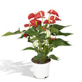 Flamingoblume – Anthurium Rot – Zimmerpflanze – Ø17cm – ↕55cm – Elegante rote Blüten – Pflegeleichte Zimmerpflanze – Plant