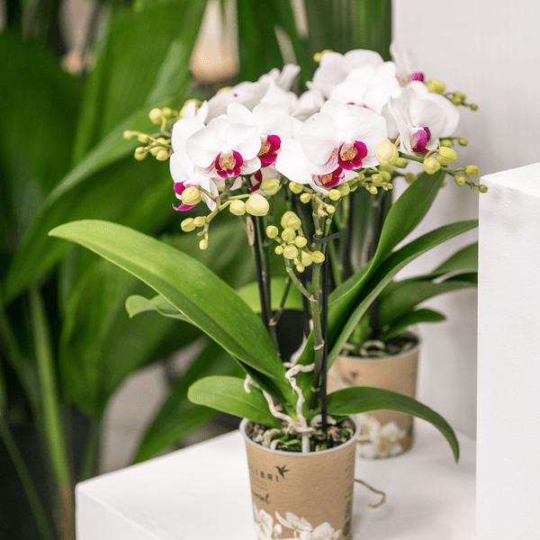 Weiße Phalaenopsis – Orchidee ‘Mineral Gibraltar’ – Blühende Zimmerpflanze – Ø9cm – Topf – Elegante & langlebige Blüten – Plant